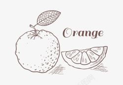 手绘素描橙子素材