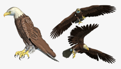 美国文化白头鹰3D打印效果高清图片