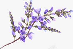 唯美紫色紫罗兰花朵素材