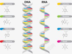 RNA遗传物质高清图片
