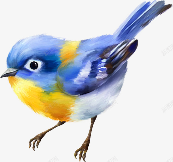 水彩绘画小鸟png免抠素材_新图网 https://ixintu.com png图片 小鸟 水彩 生动 绘画 蓝色 黄色