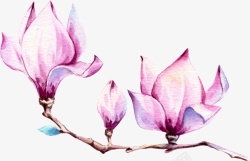 手绘漂亮紫色玉兰花素材
