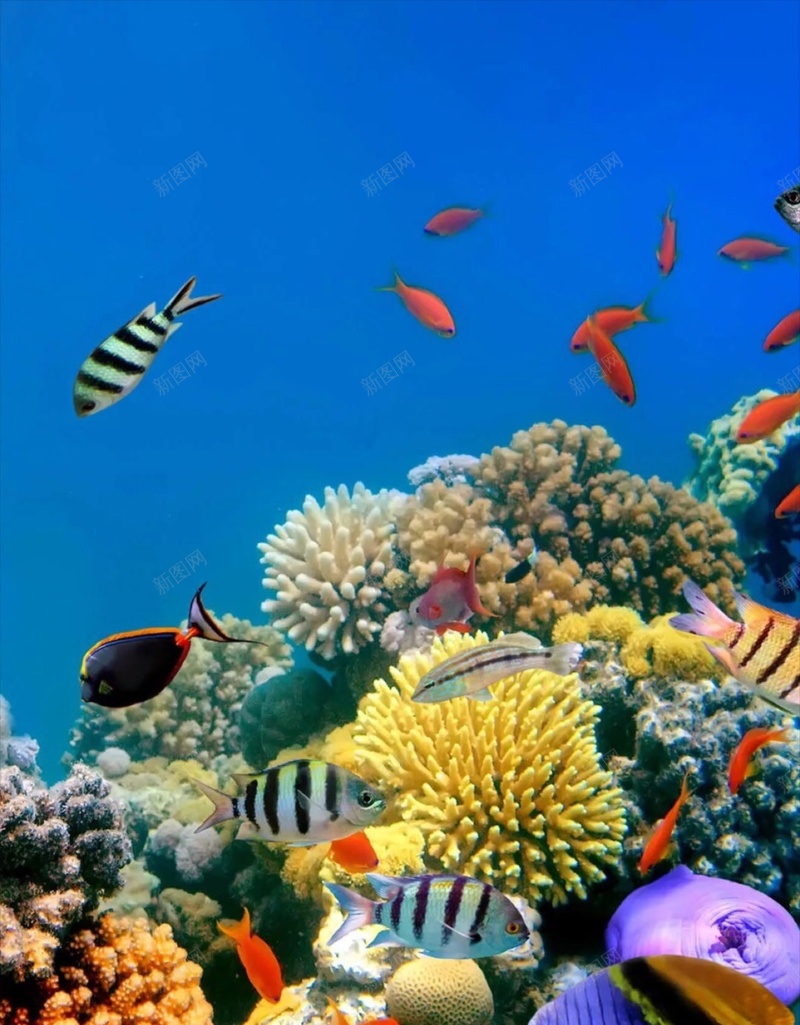 清新海底世界H5背景jpg设计背景_新图网 https://ixintu.com H5 h5 会动图 动态壁纸 卡通 彩色 手绘 海底世界 清新 童趣 风景