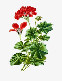 花色鲜艳手绘红色花瓣天竺葵高清图片
