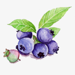 水彩蓝莓水果蓝莓果手绘画片高清图片