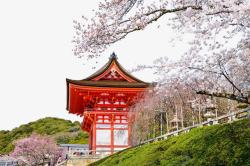 世界名胜古迹矢量日本建筑与樱花高清图片