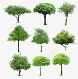 春天绿色大树树木素材
