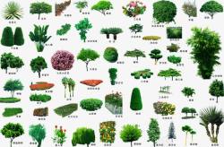 大树花绿色植物高清图片