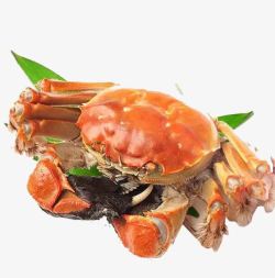 海鲜大闸蟹螃蟹高清图片
