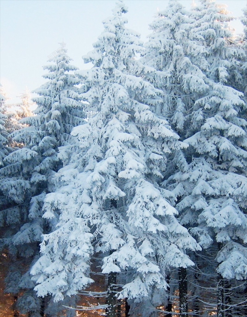 冬季树木雪景H5背景jpg_新图网 https://ixintu.com H5 h5 冬天 彩色 摄影 树木 雪景 风景