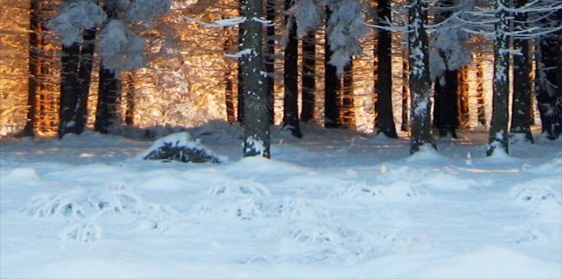 冬季树木雪景H5背景jpg_新图网 https://ixintu.com H5 h5 冬天 彩色 摄影 树木 雪景 风景