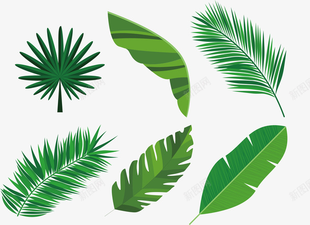 创意绿色热带树叶png免抠素材_新图网 https://ixintu.com 树叶 树叶设计 植物 热带 热带树叶 绿色