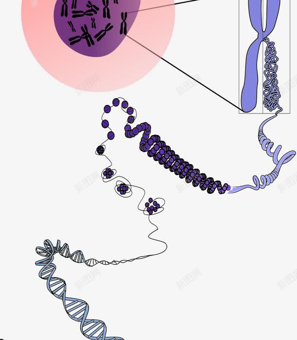 染色体和DNApng免抠素材_新图网 https://ixintu.com DNA 基因 染色体 细胞核