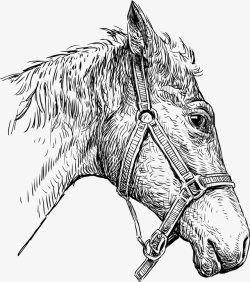 速写昂起的马头手绘速写马头元素矢量图高清图片