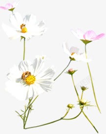 白色花朵唯美春天风景素材
