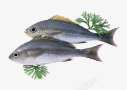 鲜鱼鱼高清图片