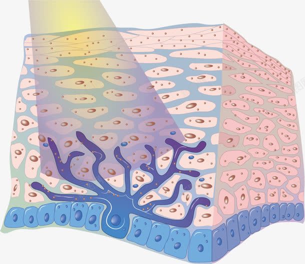 防紫外线图png免抠素材_新图网 https://ixintu.com 图片 抗紫外线 照射 紫外线 肌肤组织
