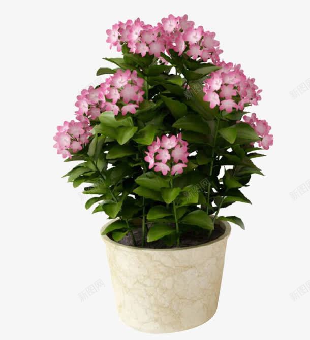 室内植物png免抠素材_新图网 https://ixintu.com 净化空气 粉色蝴蝶花 绿色叶子 陶瓷盆
