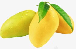 金色芒果芒果上的水珠高清图片