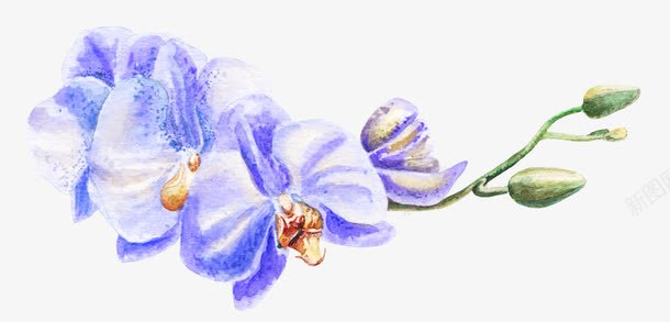 紫色花卉png免抠素材_新图网 https://ixintu.com 卡通花 唯美 唯美花簇 手绘 手绘花 手绘花饰 春天 水彩 清新 紫色 花卉