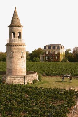 葡萄图案葡萄酒庄园景观高清图片