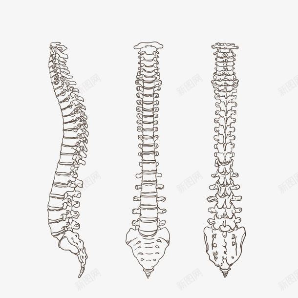 尾椎骨png免抠素材_新图网 https://ixintu.com 脊椎 身体 骨头 黑色