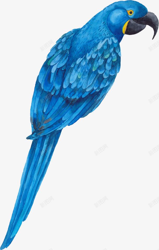 蓝色鹦鹉png免抠素材_新图网 https://ixintu.com 水彩鹦鹉 热带 热带鸟类 鸟类