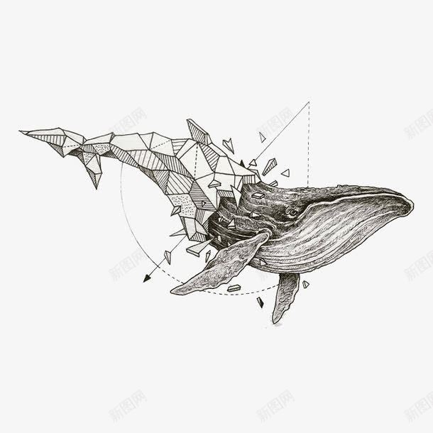 鲸鱼矢量图eps免抠素材_新图网 https://ixintu.com 几何 手绘 矢量图 素描鲸鱼 鲸鱼