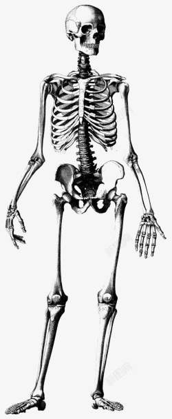 人体骨架骷髅架高清图片