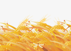 金黄色大米金色稻田稻谷蜻蜓元素高清图片