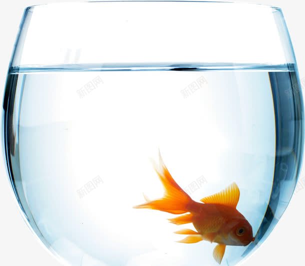 鱼缸里的金鱼png免抠素材_新图网 https://ixintu.com 水中 跳到大鱼缸 金鱼 鱼缸
