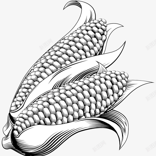 手绘玉米png免抠素材_新图网 https://ixintu.com 两个玉米的手绘 手绘 漫画 火车手绘 玉米 线条 绘制 黑白