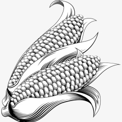 两个白玉米手绘玉米高清图片