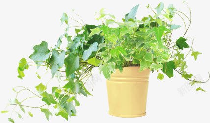 春天藤蔓植物摆件png免抠素材_新图网 https://ixintu.com 摆件 春天 植物 藤蔓