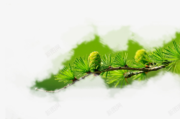 春天绿色树枝一根树枝png免抠素材_新图网 https://ixintu.com 一根树枝 春天 树枝 绿色