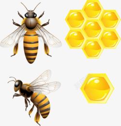 可爱的昆虫蜜蜂高清图片