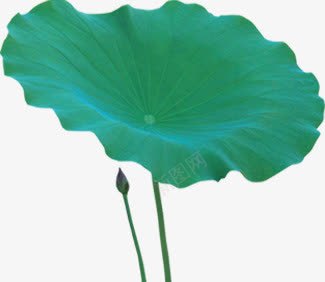 绿色荷叶画册装饰png免抠素材_新图网 https://ixintu.com 画册 绿色 荷叶 装饰