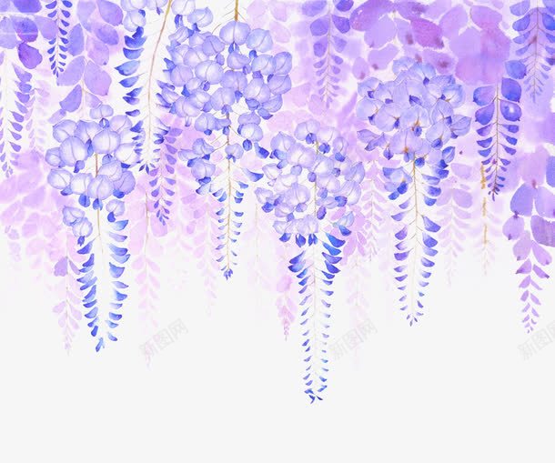 紫藤花丛png免抠素材_新图网 https://ixintu.com 手绘 水彩 紫藤花 花丛 花儿 花卉