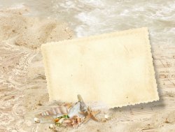 贝壳沙滩上沙滩上的相册高清图片