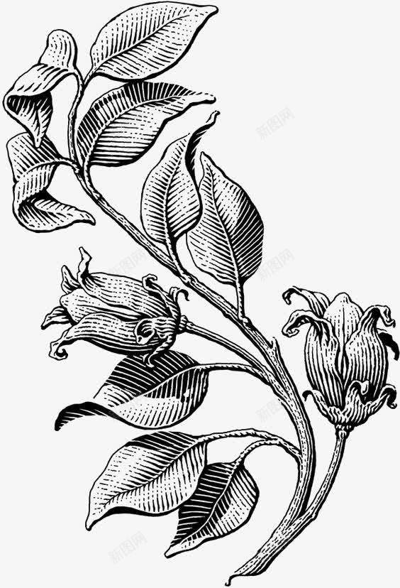 文艺复古植物png免抠素材_新图网 https://ixintu.com 卡通 手绘 插画 植物 线条 花朵 花苞 速写
