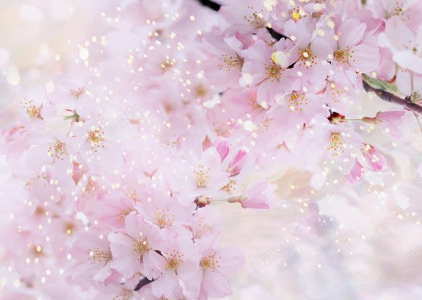 鲜花背景jpg设计背景_新图网 https://ixintu.com 光点 唯美 图片素材 底纹背景 桃花 梦幻 植物 美丽 背景花边 鲜花 鲜花背景 鲜花背景图片 鲜花背景图片素材下载