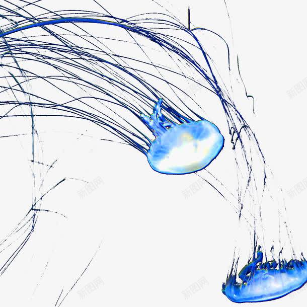 发光的水母效果图png免抠素材_新图网 https://ixintu.com 发光的水母 彩色水母 水果效果图 水母 海洋生物 蓝色水母