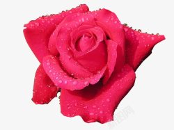 红花露珠花朵玫瑰水珠露珠高清图片