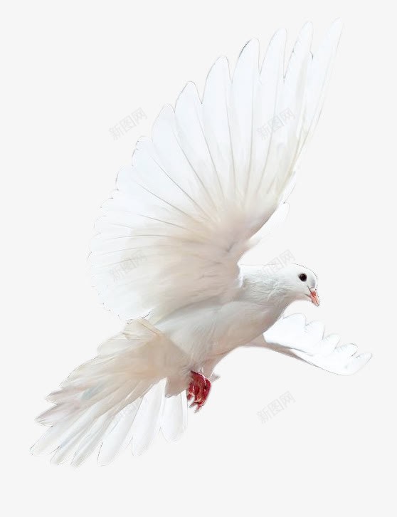 白色的鸽子png免抠素材_新图网 https://ixintu.com png素材 翅膀 鸟 鸽子