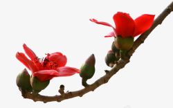 风景植物花朵红色木棉花含苞待放素材