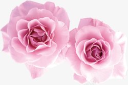 精美PSD分层花瓣粉红玫瑰高清图片