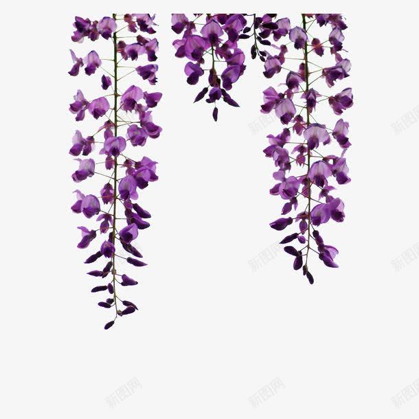 垂下的紫藤花png免抠素材_新图网 https://ixintu.com 植物 紫色花 紫藤花 花卉 花朵