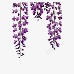 紫色花腾垂下的紫藤花高清图片