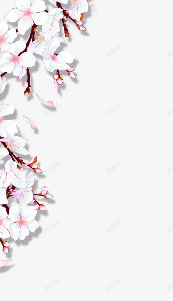 白色桃花装饰边框png免抠素材_新图网 https://ixintu.com 免抠PNG 桃花 白色 花朵 装饰 边框