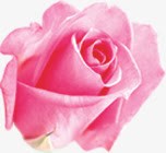 粉色玫瑰春天海报素材